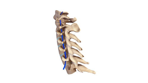 The Cervical Spine: What Chiropractic Patients Need to Know
