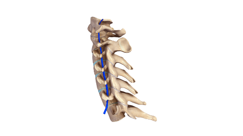 cervical spine