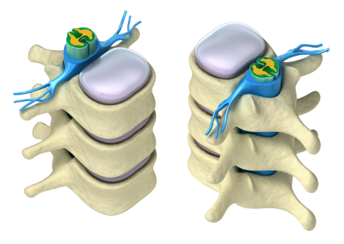 Why Hydration Is Important To Your Spine